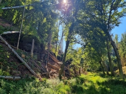 Dead trees